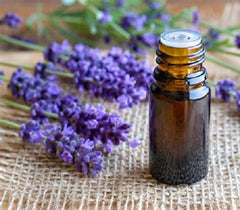 Spanish Lavender Essential Oil